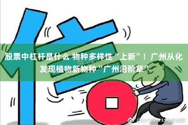 股票中杠杆是什么 物种多样性“上新”！广州从化发现植物新物种“广州沿阶草”